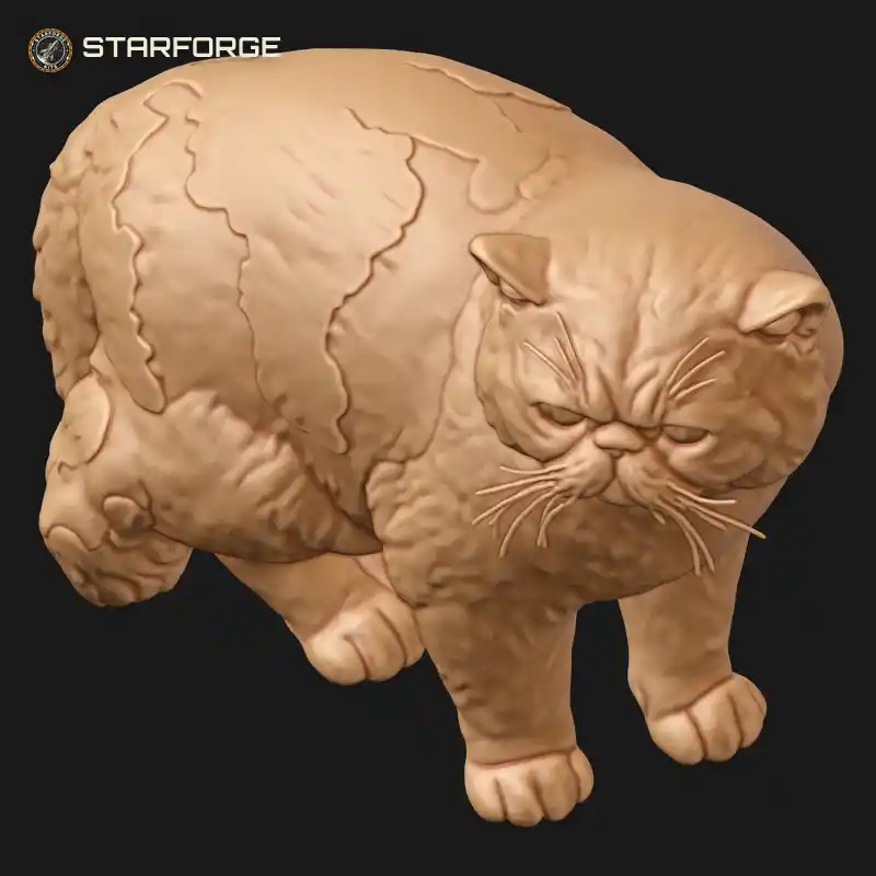 Calico Exotic Shorthair Cat Standing with Flat Face Plush Coat and Short Thick Tail