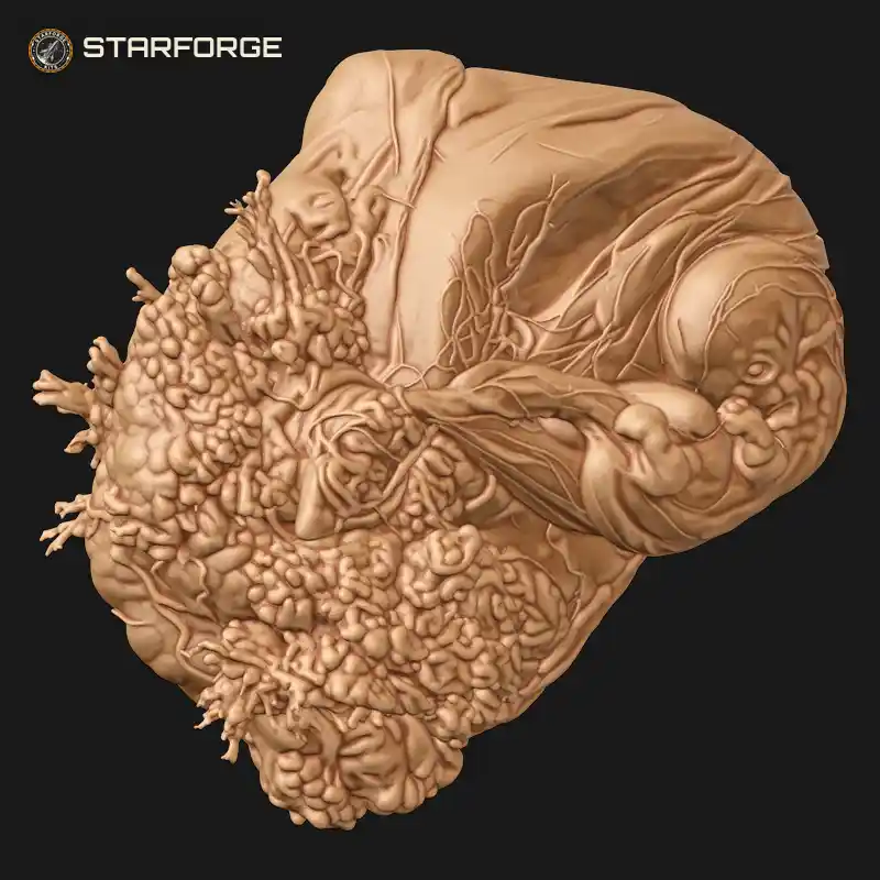Early Human Embryo Inside Translucent Amniotic Sac with Limb Buds Eye Spot and Umbilical Stalk